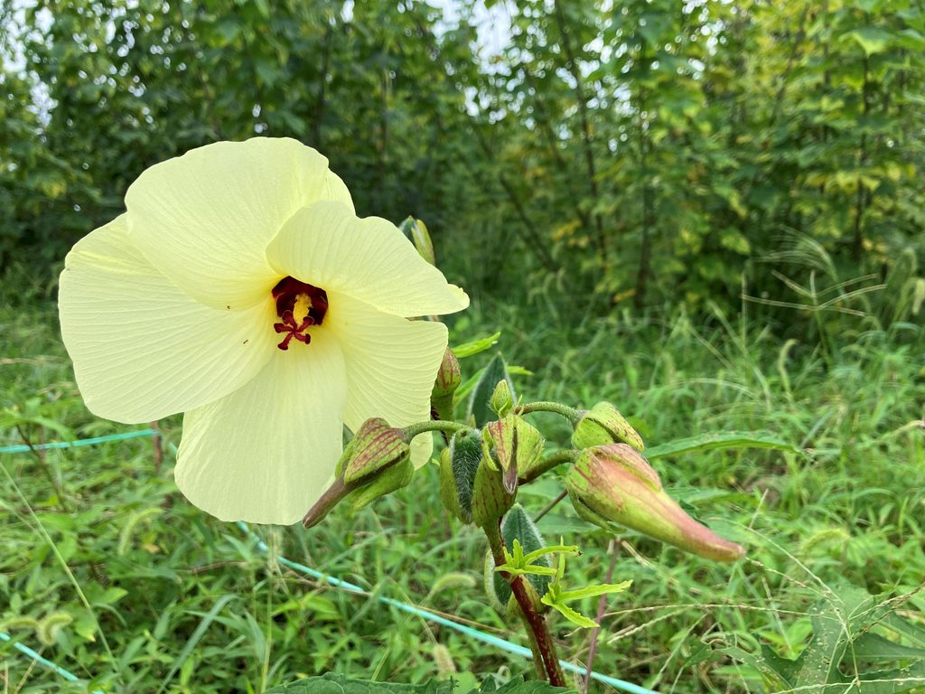 トロロアオイの花